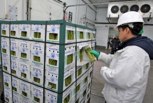 Centroamérica es buen mercado para envíos peruanos que no ingresaron a Estados Unidos por huracanes