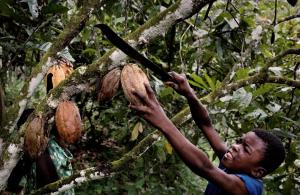 Cerca de 1.6 millones de niños trabajan en la producción de cacao