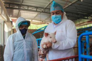 Cerca de 600 mil porcicultores se verían afectados si ingresa Peste Porcina Africana a nuestro país