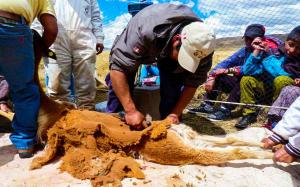 Chaccu de vicuñas en el paraje Coricancha logra reunir 19.8 kilos de fibra de alpaca
