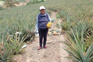 Chavimochic impulsa cultivo de piña golden en 300 hectáreas de zonas pedregosas del valle Chicama