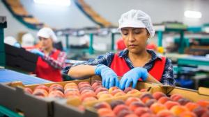 Chile alcanza un récord histórico en exportación de frutas frescas en el primer semestre del 2024