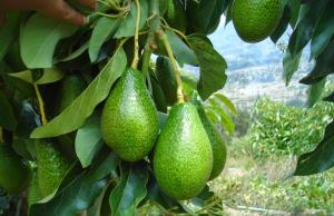 Chile: apetito británico por paltas estaría secando valles