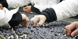 Chile: arándanos se convertirán en la segunda fruta con mayor valor de exportaciones