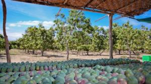 Chile cierra mercado a mango fresco procedente de Perú