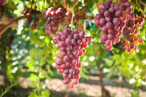 Chile: "El volumen de uva de mesa para 2024 va a estar entre las 55 millones y 60 millones de cajas"