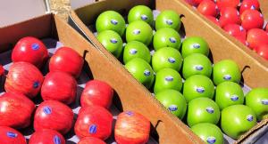 Chile espera contar con nuevas variedades de manzanas para el 2020