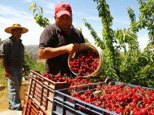 CHILE: EXPORTACIÓN DE FRUTA EN CAMPAÑA 2015/2016 SERÁ SIMILAR A LA ANTERIOR