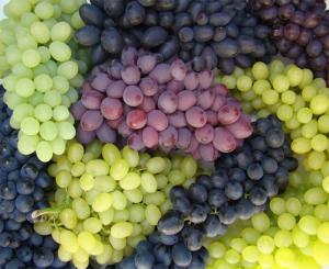 Chile exportaría 555.483 toneladas de uvas frescas en campaña 2022/2023
