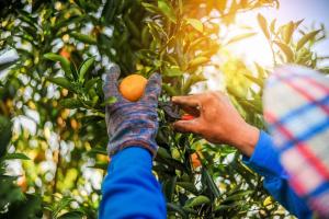 Chile: gremios frutícolas y compañías potencian planes para enfrentar la escasez de mano de obra
