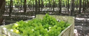 Chile prevé exportar 64 millones de cajas de uva de mesa, una disminución del 12% respecto a la campaña pasada