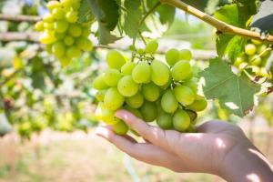 Chile produciría entre 60 millones y 62 millones de cajas de uva de mesa en la campaña 2023/2024
