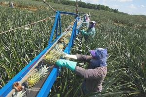 China abre las puertas a la importación de piñas de Costa Rica