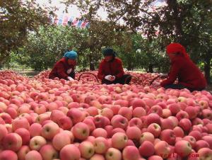 China es nuevo miembro de la Asociación Mundial de la Manzana y la Pera