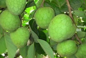 Chirimoyas y guanábanas peruanas tienen a Chile como principal mercado