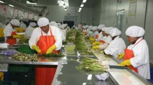 CIEN-ADEX: 2.021 empresas agroindustriales realizaron exportaciones en los primeros nueve meses de este año