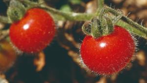 Científicos harán estudio sobre el tomate silvestre en cuencas del Rímac, Lurín y Chillón