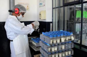 Científicos peruanos crean vacuna para prevenir y controlar neumonía de alpacas