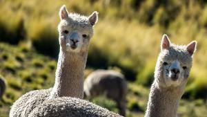 Científicos peruanos estudian la genética de alpacas para mejorar la calidad de su fibra