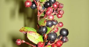 Científicos registran 4 nuevas especies de “berries” andinos