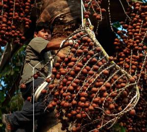 Cinco comunidades nativas de Loreto mejorarán sus ingresos con la producción de aguaje
