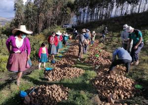 CIP liberará 3 variedades de papa en Perú