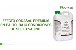 Codasal Premium mejoró el desarrollo del cultivo de palto, bajo condiciones de suelo salino