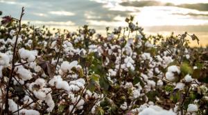 Colombia apunta a aumentar en 80% su producción de algodón este año