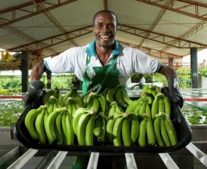 Colombia envía banano a China por primera vez