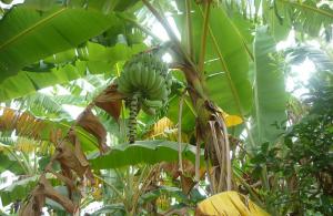 Colombia: los robos de bananos en La Guajira podrían propagar la plaga de Fusarium R4T