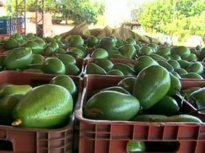 COLOMBIA SIGUE GANANDO TERRENO EN EL MERCADO DEL AGUACATE