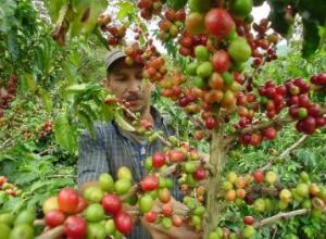 COLOMBIA SUPERÓ BARRERA DE LOS 3 MIL MILLONES DE ÁRBOLES DE CAFÉ RENOVADOS 