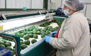 Colombia ya es el tercer productor mundial de palta Hass