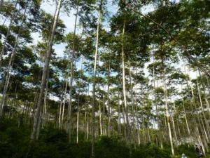 COMERCIO DE PRODUCTOS FORESTALES EN PERÚ ASCENDERÍA US$3.608 MILLONES