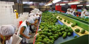 ComexPerú: Agroexportación se recuperaría hacia mayo tras debilitarse