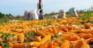 ComexPerú: Producción nacional de maíz amarillo solo cubre el 22.5% de la demanda nacional