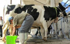 Comisión Agraria aprueba proyecto de ley para desarrollar la ganadería lechera en Perú