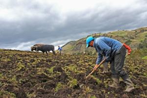 Comisión Agraria del Congreso plantea seguro para la agricultura familiar