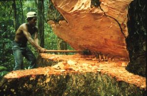 Comisión de tala ilegal pasa al Minagri
