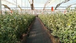 ¿Cómo cultivar las plantas de arándano desde sus primeros días?