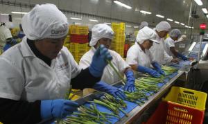 ¿Cómo fue el crecimiento de la canasta agroexportadora peruana por décadas?