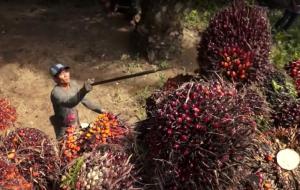Cómo lograron los productores de palma ser reconocidos por el gobierno de Ecuador como un commodity sostenible