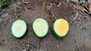 ¿Cómo saber si el mango ya está listo para la cosecha?