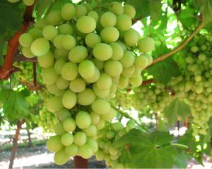 ¿Cómo se empezaron a popularizar las uvas sin semilla?