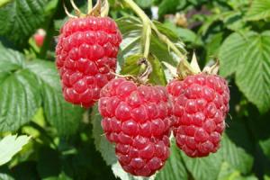 Complejo Agroindustrial Beta no continuará con el cultivo de frambuesas