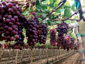 Complejo Agroindustrial Beta proyecta exportar 3.5 millones de cajas de uva de mesa en la campaña 2022/2023