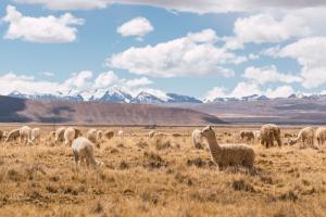 Comunidad campesina de Puno es la primera en el mundo en recibir certificado Estándar de Alpaca Responsable
