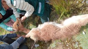 Comunidades campesinas de Huancavelica comercializan 380.526 kilos de fibra de vicuña durante la campaña de esquila 2023