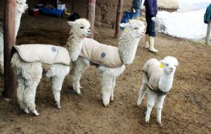 <span class='highlight'></span>C<span class='highlight'></span>O<span class='highlight'></span>N<span class='highlight'></span> <span class='highlight'></span>C<span class='highlight'></span>H<span class='highlight'></span>A<span class='highlight'></span>L<span class='highlight'></span>E<span class='highlight'></span>C<span class='highlight'></span>O<span class='highlight'></span> <span class='highlight'></span>I<span class='highlight'></span>M<span class='highlight'></span>P<span class='highlight'></span>E<span class='highlight'></span>R<span class='highlight'></span>M<span class='highlight'></span>E<span class='highlight'></span>A<span class='highlight'></span>B<span class='highlight'></span>L<span class='highlight'></span>E<span class='highlight'></span> <span class='highlight'></span>P<span class='highlight'></span>R<span class='highlight'></span>E<span class='highlight'></span>V<span class='highlight'></span>I<span class='highlight'></span>E<span class='highlight'></span>N<span class='highlight'></span>E<span class='highlight'></span>N<span class='highlight'></span> <span class='highlight'></span>M<span class='highlight'></span>O<span class='highlight'></span>R<span class='highlight'></span>T<span class='highlight'></span>A<span class='highlight'></span>L<span class='highlight'></span>I<span class='highlight'></span>D<span class='highlight'></span>A<span class='highlight'></span>D<span class='highlight'></span> <span class='highlight'></span>D<span class='highlight'></span>E<span class='highlight'></span> <span class='highlight'></span>A<span class='highlight'></span>L<span class='highlight'></span>P<span class='highlight'></span>A<span class='highlight'></span>C<span class='highlight'></span>A<span class='highlight'></span>S<span class='highlight'></span> <span class='highlight'></span>P<span class='highlight'></span>O<span class='highlight'></span>R<span class='highlight'></span> <span class='highlight'></span>H<span class='highlight'></span>E<span class='highlight'></span>L<span class='highlight'></span>A<span class='highlight'></span>D<span class='highlight'></span>A<span class='highlight'></span>S<span class='highlight'></span>