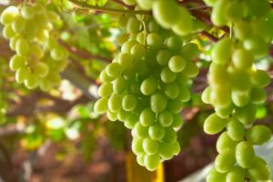 Con un crecimiento de 24%, la variedad Sweet Globe lidera las exportaciones de uva peruana